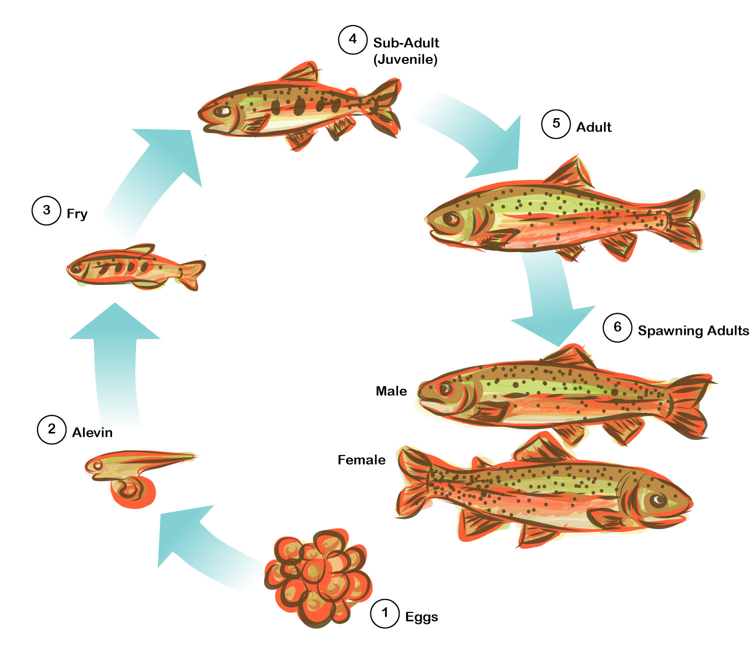 Лосось внутреннее оплодотворение. Цикл развития рыбы схема. Схема этапов развития рыб. Цикл развития рыбы схема стадии развития. Цикл развития рыб 7 класс.