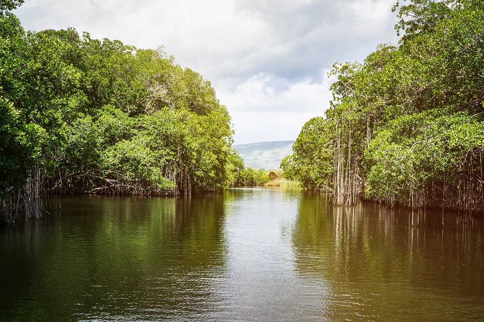 The black river in Jamaica with tropical trees lining each side of the narrow entrance of the river.