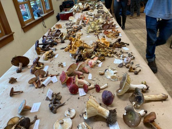 Table full of Mushrooms